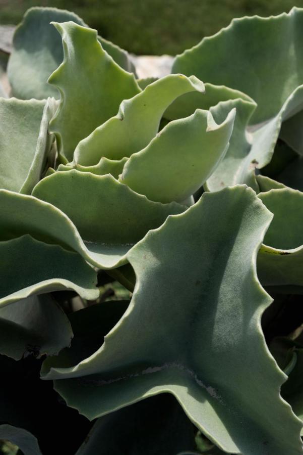 Casa Ulivo Agave Favignana At My Place Kültér fotó